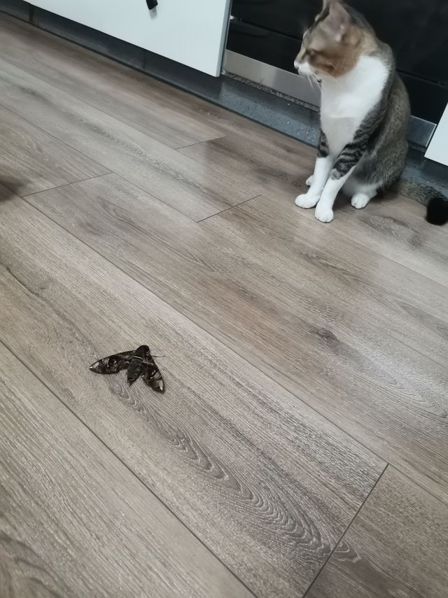 小猫猫最爱的小飞飞