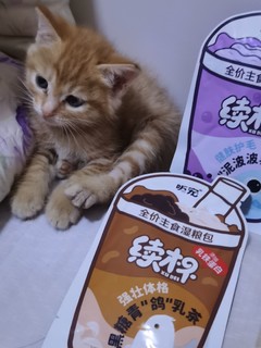 猫主子不能怠慢！