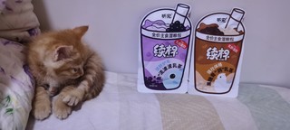 猫主子不能怠慢！