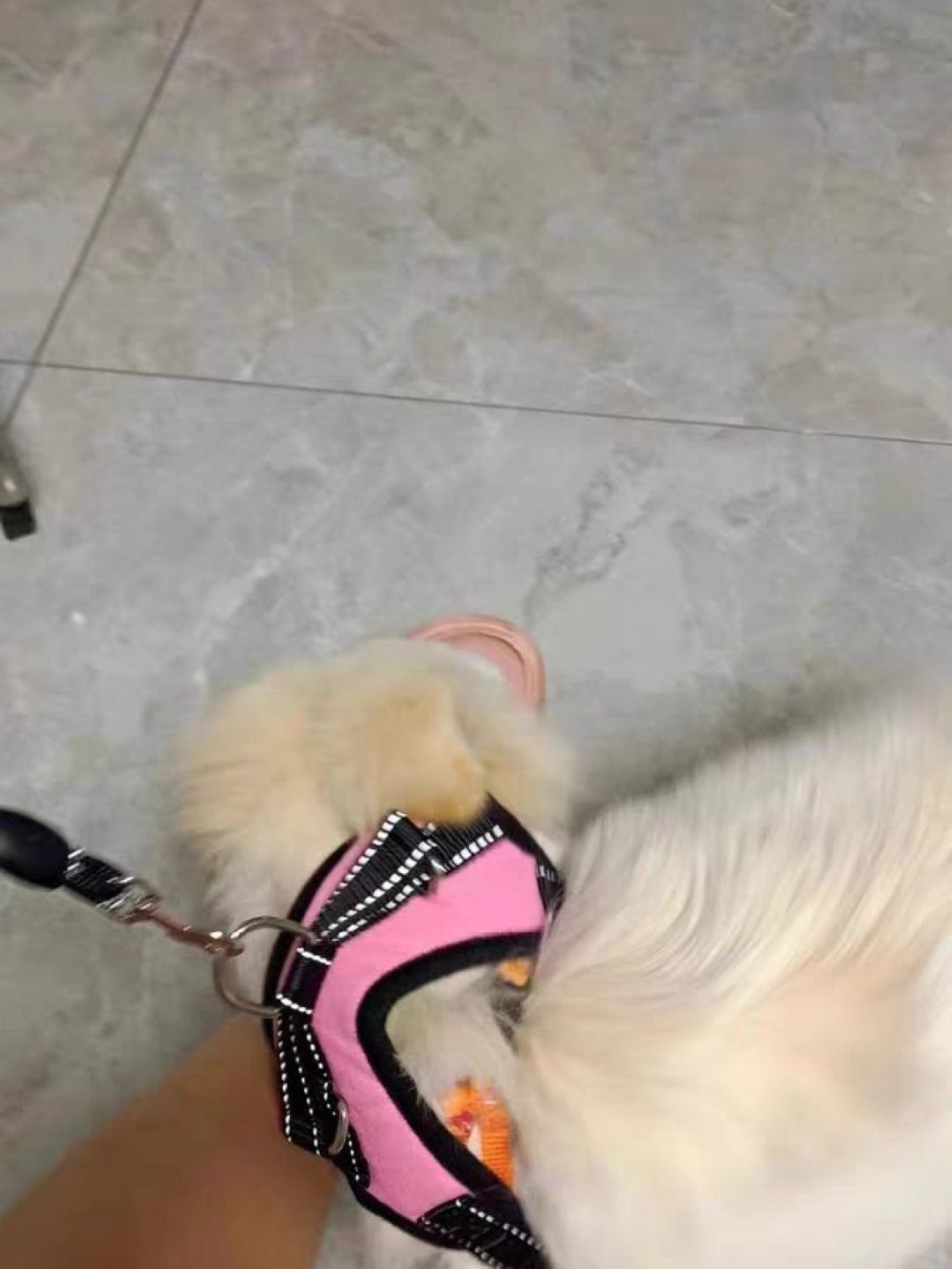 狗链的作用是控制狗的行动范围,保证狗的安全,并且方便主人操控狗的
