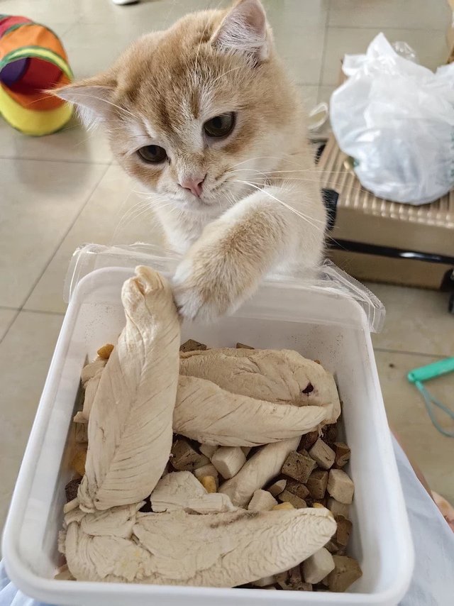 猫零食就选|网易严选冻干桶！