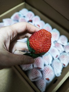 今年第一次买的线上草莓