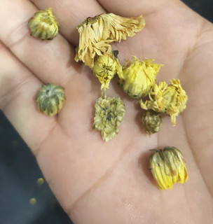 冬天干燥下下火，喝点菊花茶