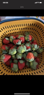 四川草莓