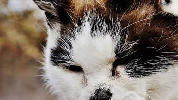 主食冻干猫粮 篇七：最好的猫粮品牌有哪些？十大最佳主食冻干猫粮品牌排名榜分享 
