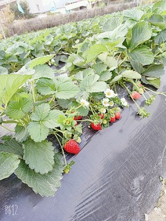 众测:开开心心摘草莓