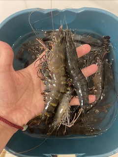33元一斤鲜活黑虎虾，比冻虾还便宜，在一线城市居然能遇到这么良心的好价，感动！