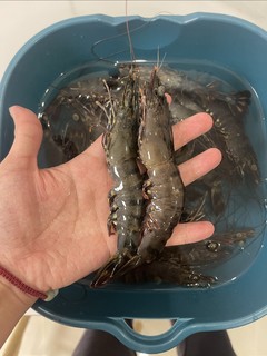 33元一斤鲜活黑虎虾，比冻虾还便宜，在一线城市居然能遇到这么良心的好价，感动！