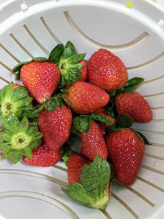 价廉物美好草莓