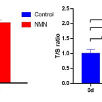NMN增加中年人端粒长度？端粒是如何影响衰老的？