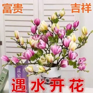 京东京喜领券直降，德梵蒂遇水开花水培玉兰花卉室内水培植物办公室绿植净化空气除甲!