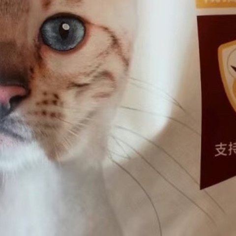 冠能猫粮测评：鸡肉味道，猫咪免疫力的稳固后盾