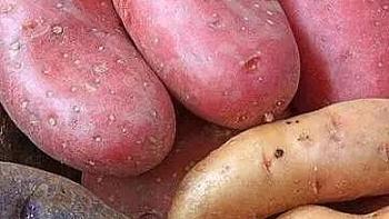 黄心土豆和白心土豆有什么区别？