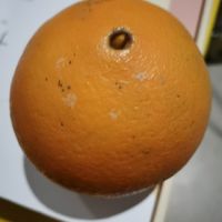 冬季养生怎么能少的了橙子