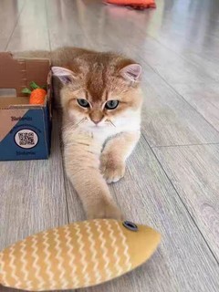 反正鱼猫猫玩具