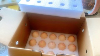 黄天鹅可生吃鸡蛋