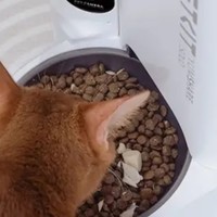 智能猫咪喂食器，让爱宠不再挨饿！