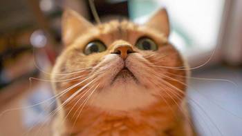 主食冻干猫粮 篇二十二：分享五个新手养猫质量好的猫咪冻干，猫咪冻干猫粮哪个牌子质量好？
