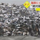 日本又曝千吨“死鱼尸潮”涌向海岸，英媒称与核污水有关，日本人破大防：假新闻！