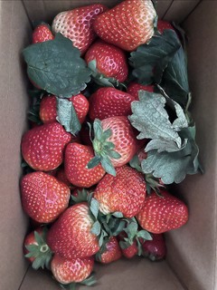又到一年草莓季