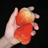 鸡蛋大的草莓，第一次体验食用！