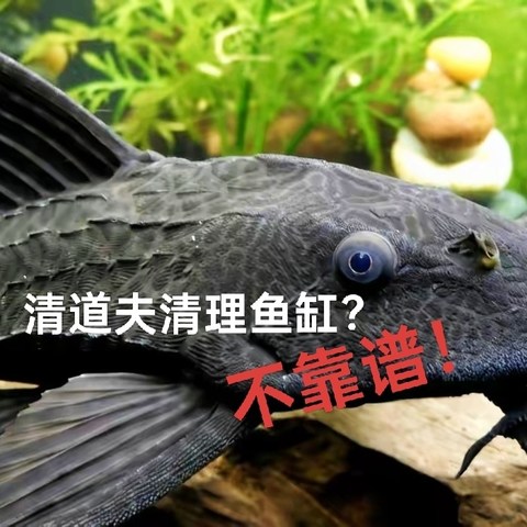 想让清道夫鱼能帮你清洁鱼缸？不靠谱！它只会害了你的鱼缸