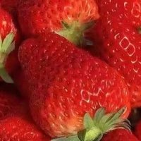 标题：《草莓的诱惑：一次甜蜜的味蕾之旅》
