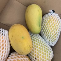 ￼￼京鲜生 海南大台农芒果 1.5kg装 单果150g以上 新鲜水果￼￼