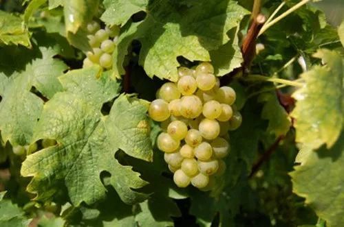 斯洛文尼亚白葡萄品种