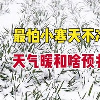 今日小寒，古话“最怕小寒天不冷”，暖和有啥说法？看农谚就知道