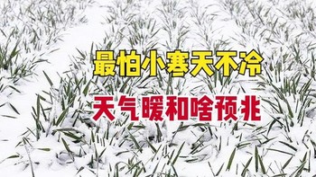 今日小寒，古话“最怕小寒天不冷”，暖和有啥说法？看农谚就知道