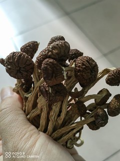 知道这是什么菇吗？