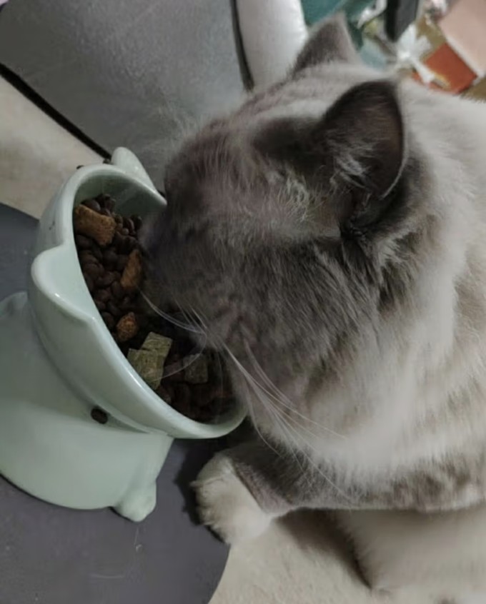 猫零食