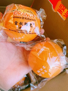 金秋阳光橙子🍊