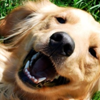 养狗护理经验贴丨狗过敏一般会持续多久，如何护理？