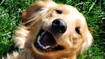 养狗护理经验贴丨狗过敏一般会持续多久，如何护理？
