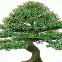 木材是“帝王之木”，苗是“盆栽中的贵族”，寓意好，附种植技巧