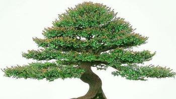 木材是“帝王之木”，苗是“盆栽中的贵族”，寓意好，附种植技巧