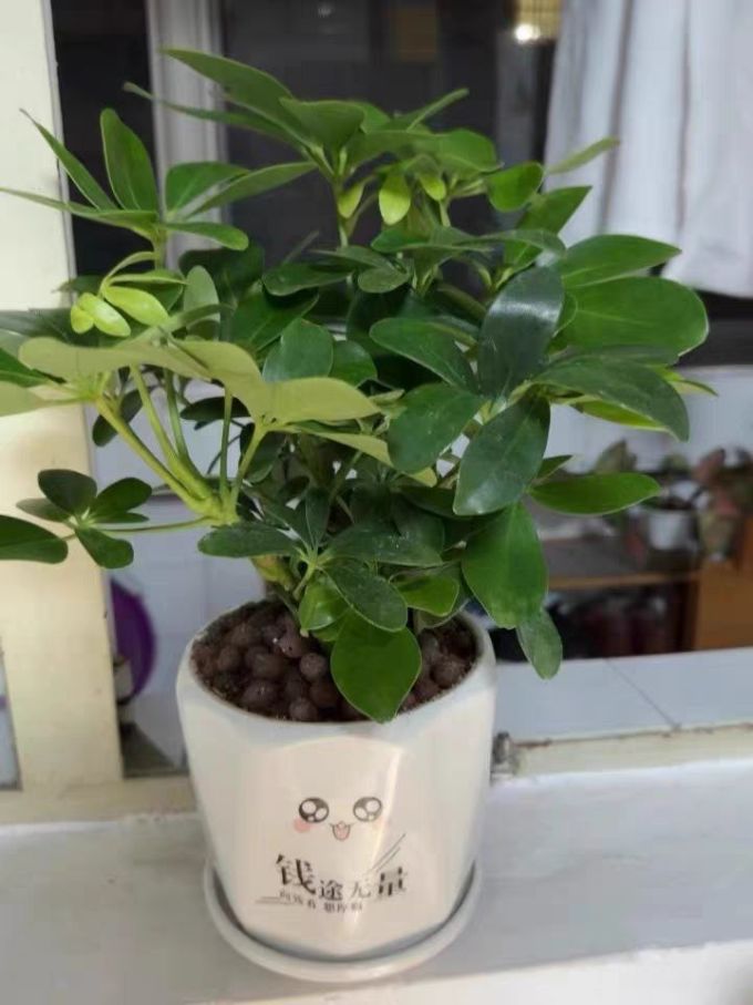 小叶发财树,过年必买的家居绿植