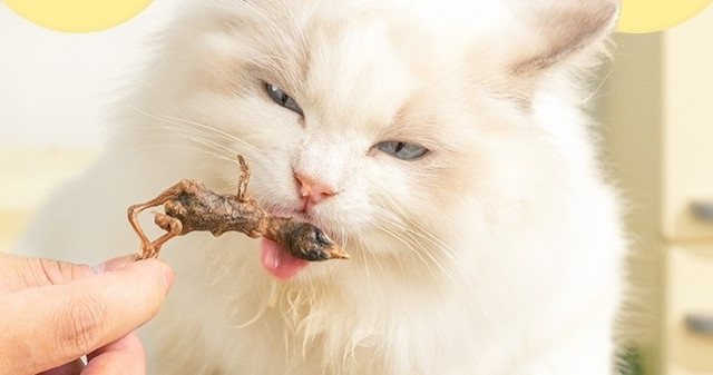 petshy 鹌鹑冻干猫零食