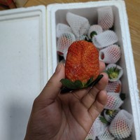 大凉山奶油草莓到货