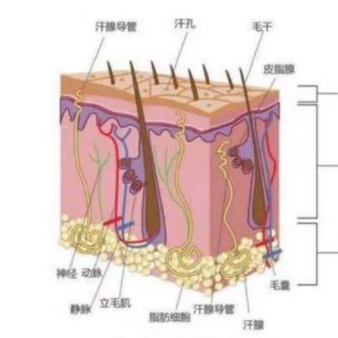 你们脱发都是怎么治疗的？