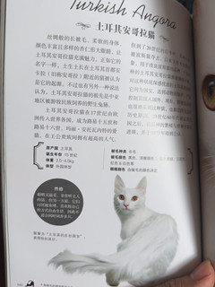 强烈推荐一本书《猫》