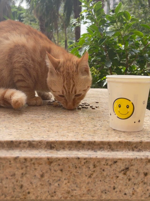 又是和猫子简单快乐的一天！