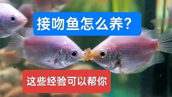 接吻鱼怎么养？从选鱼到繁殖小鱼，这些经验能帮你养好它