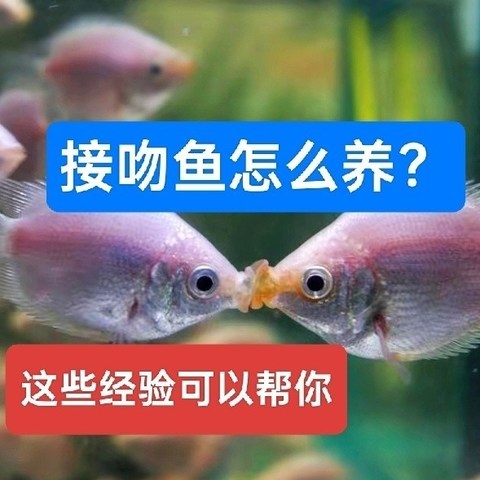 接吻鱼怎么养？从选鱼到繁殖小鱼，这些经验能帮你养好它