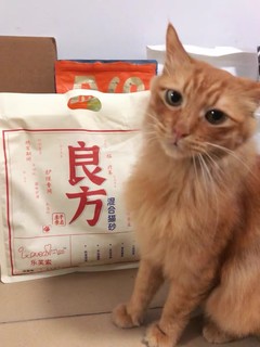 不粘底猫砂YYDS！！！  