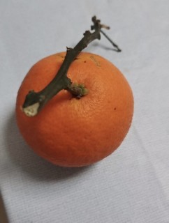 这个果冻橙不错，还能买到吗