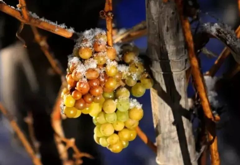 德国1月再遇极寒天气，冰酒产量提升