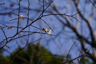 索尼A7C样张：新春梅花盛开